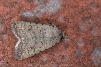 Caradrina clavipalpis