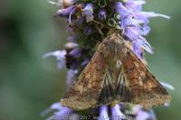 Helicoverpa armigera