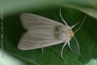 Mythimna pallens