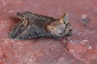 Abrostola triplasia
