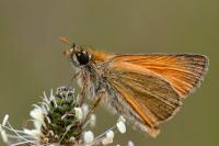 Thymelicus sylvestris