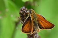 Thymelicus sylvestris
