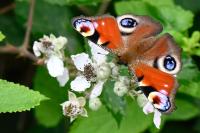 Aglais io