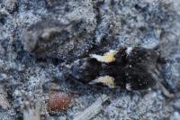 Teleiodes luculella