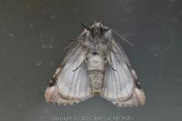 Thyatira batis