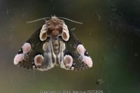 Thyatira batis