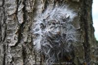 Thaumetopoea processionea