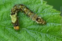 Thyatira batis