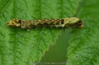 Thyatira batis