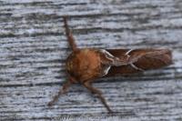 Triodia sylvina