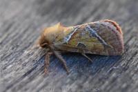 Triodia sylvina