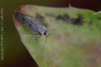 Borkhausenia
