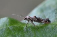 Epermenia chaerophyllella