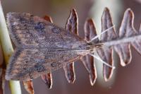 Udea ferrugalis