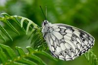 Melanargia galathea