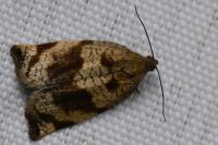 Archips crataegana