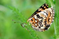 Melitaea athalia