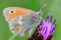 Coenonympha pamphilus