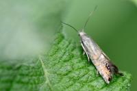Glyphipterix thrasonella