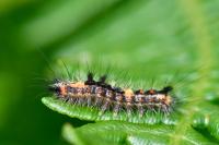 Orgyia antiqua