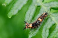 Orgyia antiqua