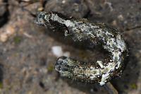 Allophyes oxyacanthae