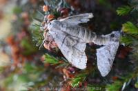 Calliteara pudibunda