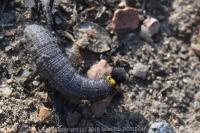 Carcharodus alceae