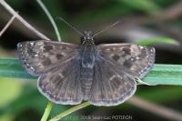 Erynnis tages