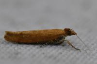 Ypsolopha ustella