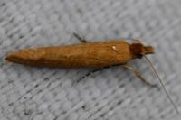 Ypsolopha ustella