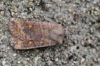 Eupsilia transversa