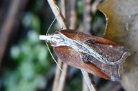 Acleris cristana