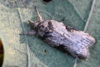 Nycteola revayana