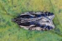 Acleris umbrana