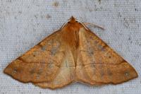 Colotois pennaria