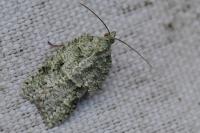 Acleris literana