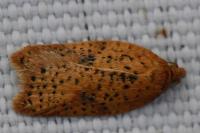 Acleris
