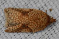 Acleris