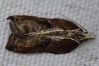 Acleris cristana