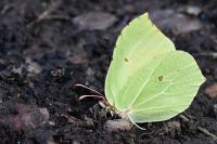 Gonepteryx rhamni