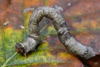 Biston betularia