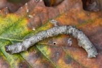 Biston betularia