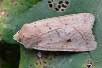 Leptologia macilenta