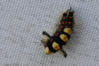 Orgyia antiqua
