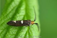 Incurvaria masculella