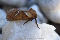 Triodia sylvina