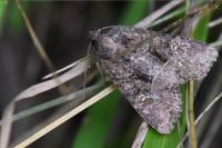 Mesapamea secalella/secalis