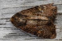 Mesapamea secalella/secalis