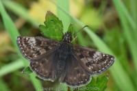 Erynnis tages